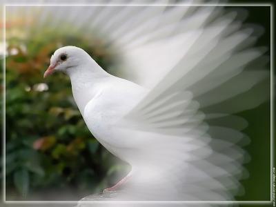 ---