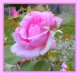 i am looking for a good loving and understanding personi am looking for a good loving and understanding personi am looking for a good loving and understanding personi am looking for a good loving and 