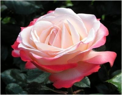 i am an easy going asian girl with love and a sincere heart, i am caring,kind and i have a good sense of humour