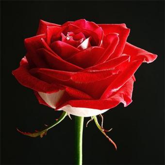 ---